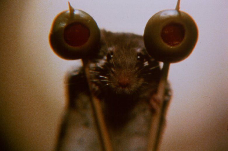 Photo 2 du film : La souris